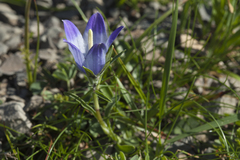 Campanula tridentata biebersteiniana