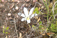 Apodolirion macowanii