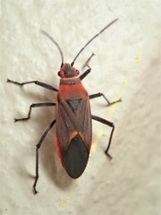 Leptocoris mitellatus