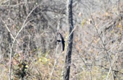 Aeronautes saxatalis