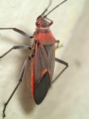 Leptocoris mitellatus