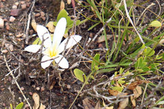 Apodolirion macowanii