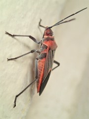 Leptocoris mitellatus