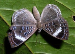 Livendula violacea