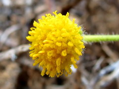 Pentziinae