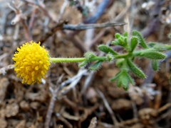 Pentziinae