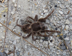 Acanthoscurria