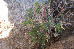 Pentziinae