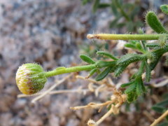 Pentziinae
