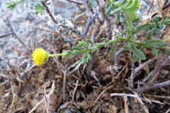 Pentziinae