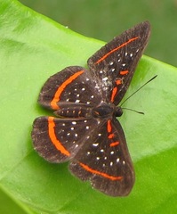 Amarynthis meneria