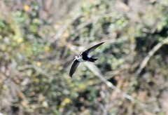 Aeronautes saxatalis