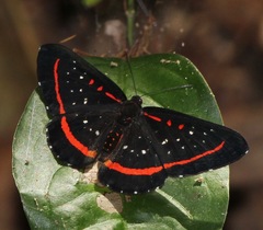 Amarynthis meneria