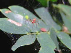 Tapinillus