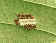 Brachyplatys subaeneus