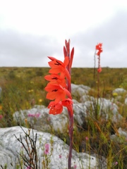 Watsonia schlechteri