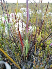 Watsonia schlechteri