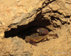 Tityus martinpaechi