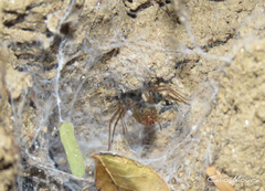 Loxosceles amazonica
