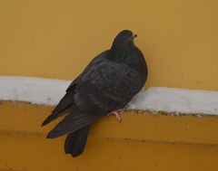 Columba livia domestica