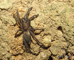 Dolichothele exilis