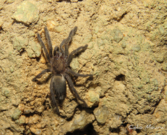 Dolichothele exilis