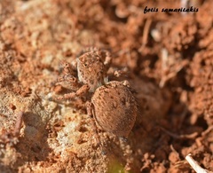 Aelurillus leipoldae