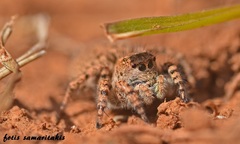 Aelurillus leipoldae