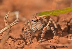 Aelurillus leipoldae