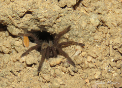 Dolichothele exilis