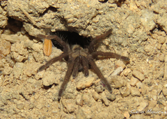 Dolichothele exilis