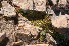 Philibertia lysimachioides