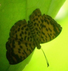 Argyrogrammana placibilis