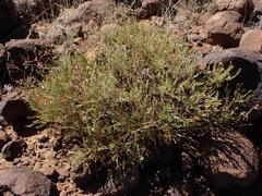 Pelargonium tragacanthoides