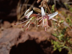 Pelargonium tragacanthoides
