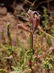 Pelargonium tragacanthoides