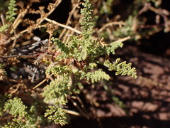 Pelargonium tragacanthoides