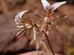 Pelargonium tragacanthoides