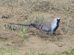 Oena capensis aliena