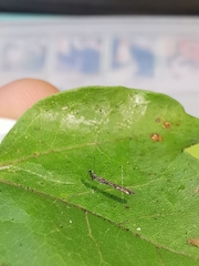 Empicoris rubromaculatus