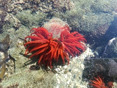 Anemonia alicemartinae