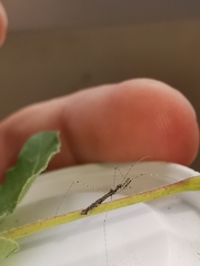 Empicoris rubromaculatus