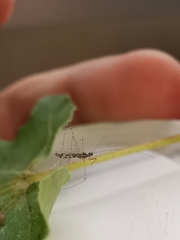 Empicoris rubromaculatus