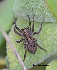 Alopecosa albofasciata