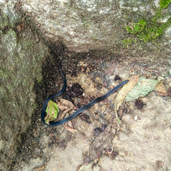 Aspidura trachyprocta