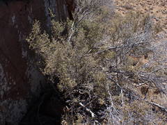 Diospyros austro-africana