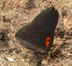 Caria mantinea