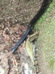 Aspidura trachyprocta