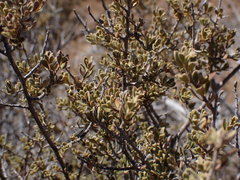 Diospyros austro-africana