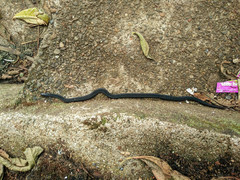 Aspidura trachyprocta